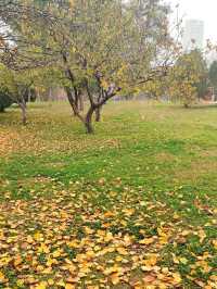 城市中心的秋日童話