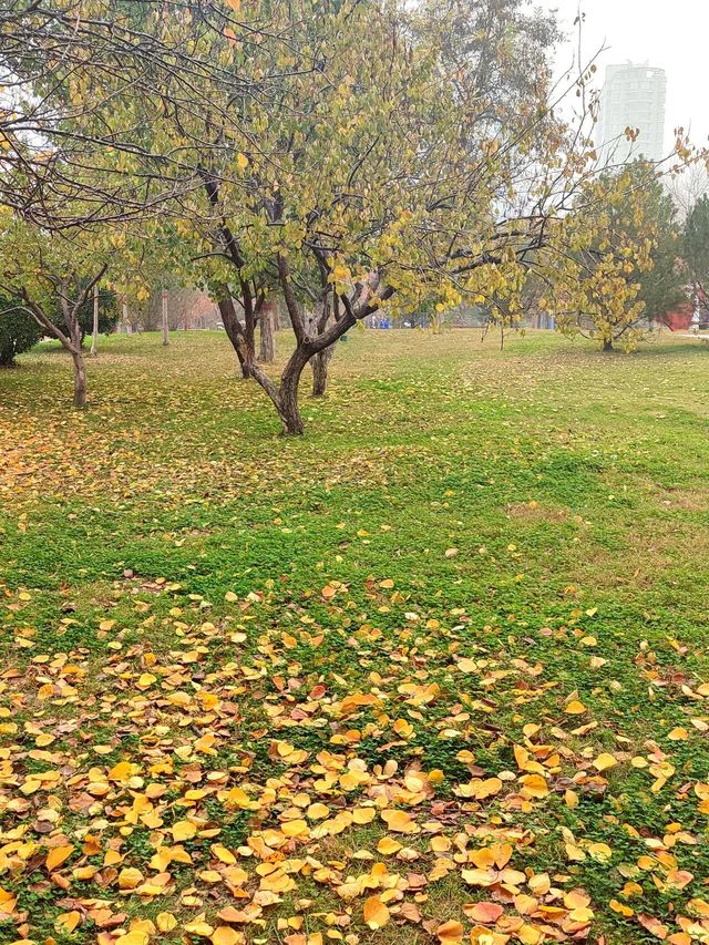 城市中心的秋日童話