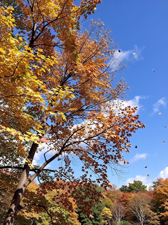 密雲小眾紅葉秘境人少景美還免費！