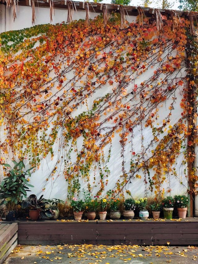 成都周邊必打卡絕美金黃銀杏林拍照攻略