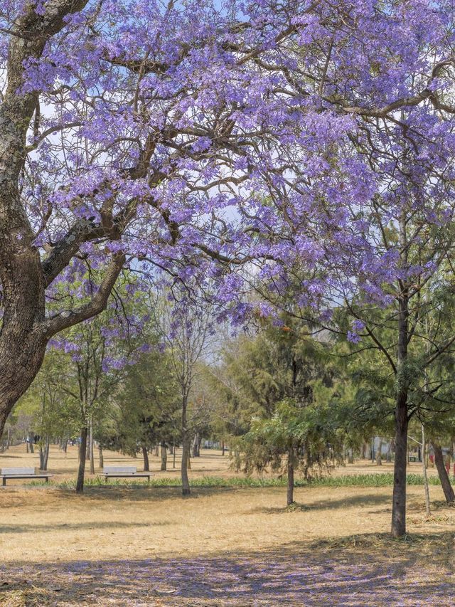 墨西哥等多國19日連遊攻略