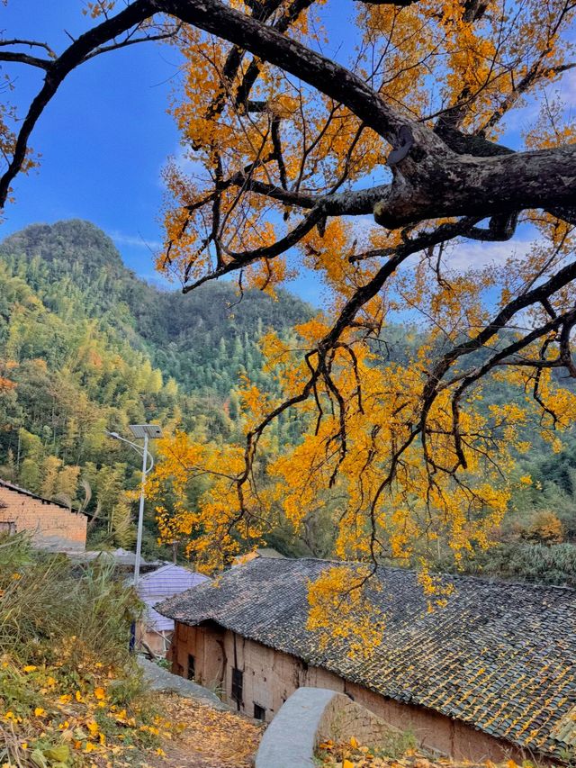 咸寧程家壟千年銀杏原來自帶中國風濾鏡！絕了！