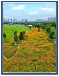 長沙迎來封神的秋天，這些地方真的超美！