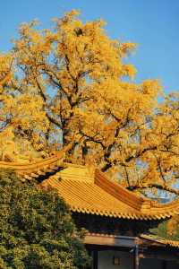 南京賞秋倒數最後10天必打卡的絕美秋色攻略