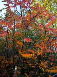 天津賞秋攻略｜這些地方才是秋天該有的樣子