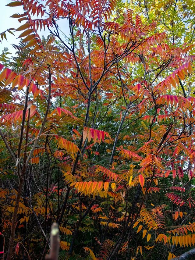 天津賞秋攻略｜這些地方才是秋天該有的樣子