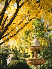 清晨8點,我拍到了樹的呼吸聲!