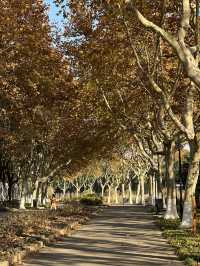 被銀杏包裹的初冬