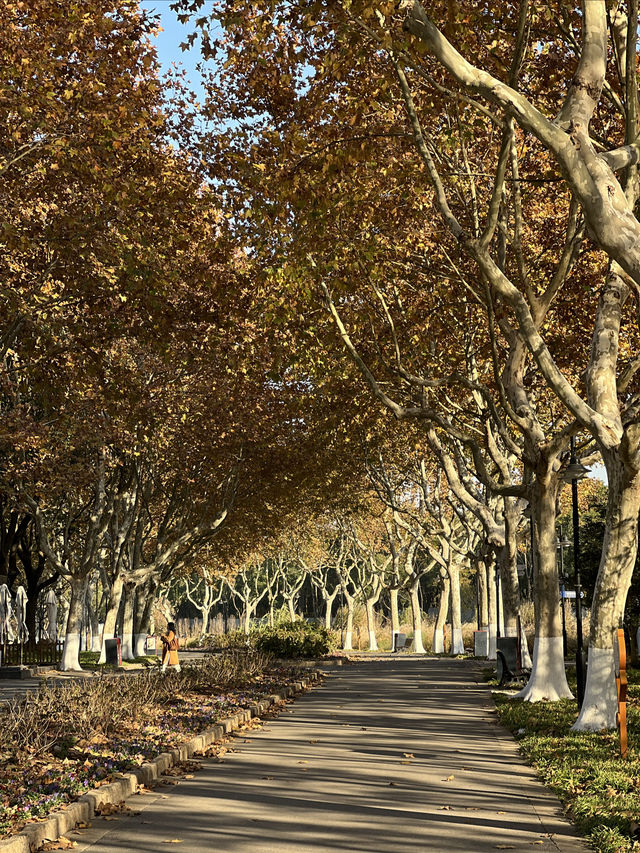 被銀杏包裹的初冬 被銀杏包裹的初冬