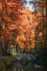 武漢秋景實拍!從未見過如此盛大的秋天