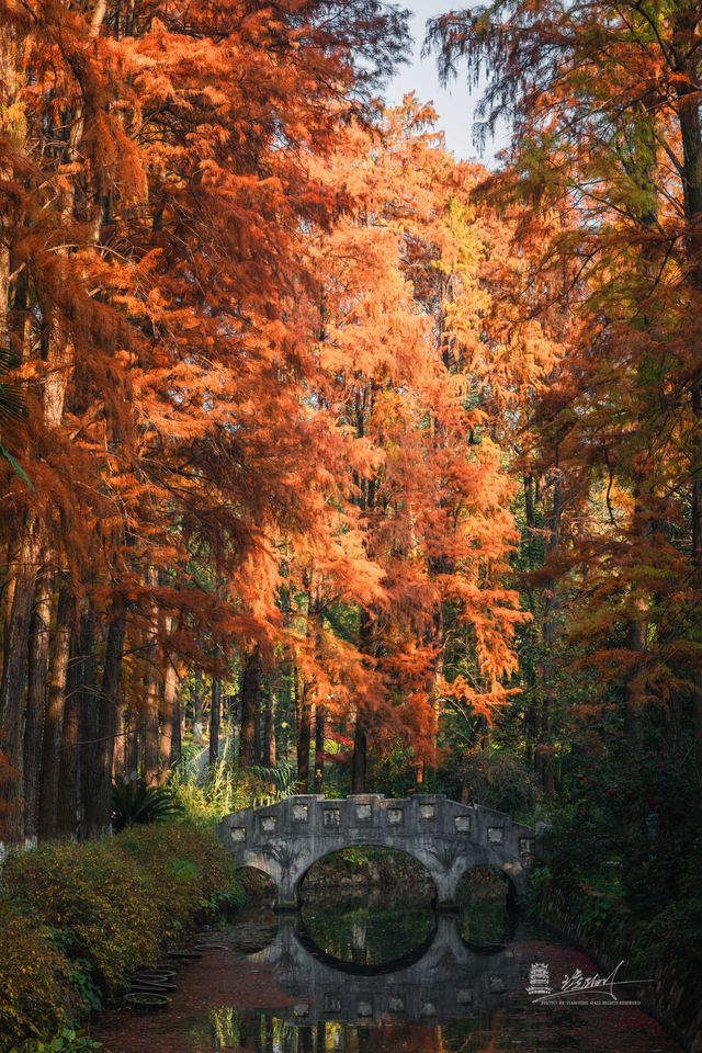 武漢秋景實拍!從未見過如此盛大的秋天 武漢秋景實拍!從未見過如此盛大的秋天