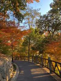 11.29週末plog |杭州小豬線徒步