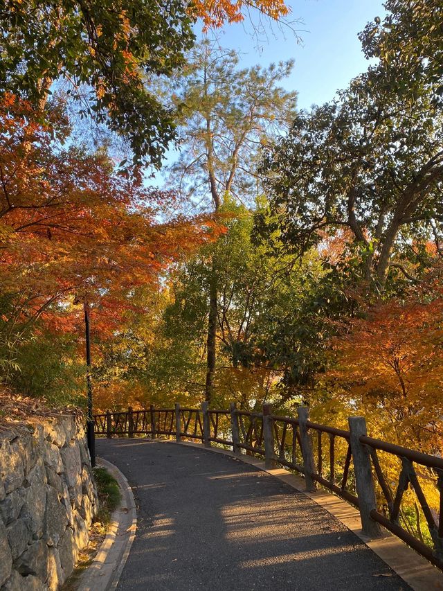 11.29週末plog |杭州小豬線徒步