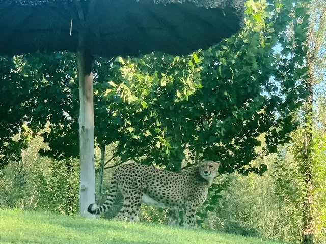 北京大興野生動物園-值得N刷