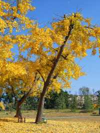 怕你們錯過!再次提醒:共青銀杏濃度已超標