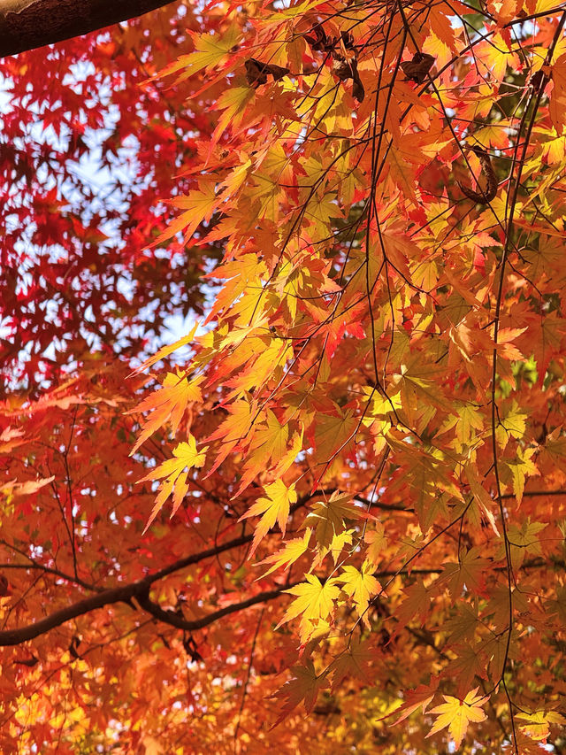 12.6棲霞山實況！！！南京的秋天瘋狂了！！！