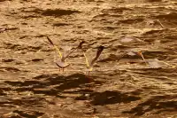 騰衝大理九日遊-洱海海西生態廊道