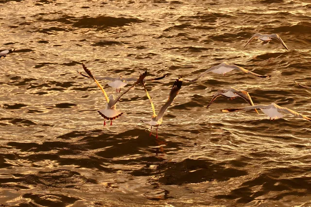 騰衝大理九日遊-洱海海西生態廊道 騰衝大理九日遊-洱海海西生態廊道