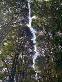 華南植物園拍照吸氧全攻略｜逃離城市計劃來啦