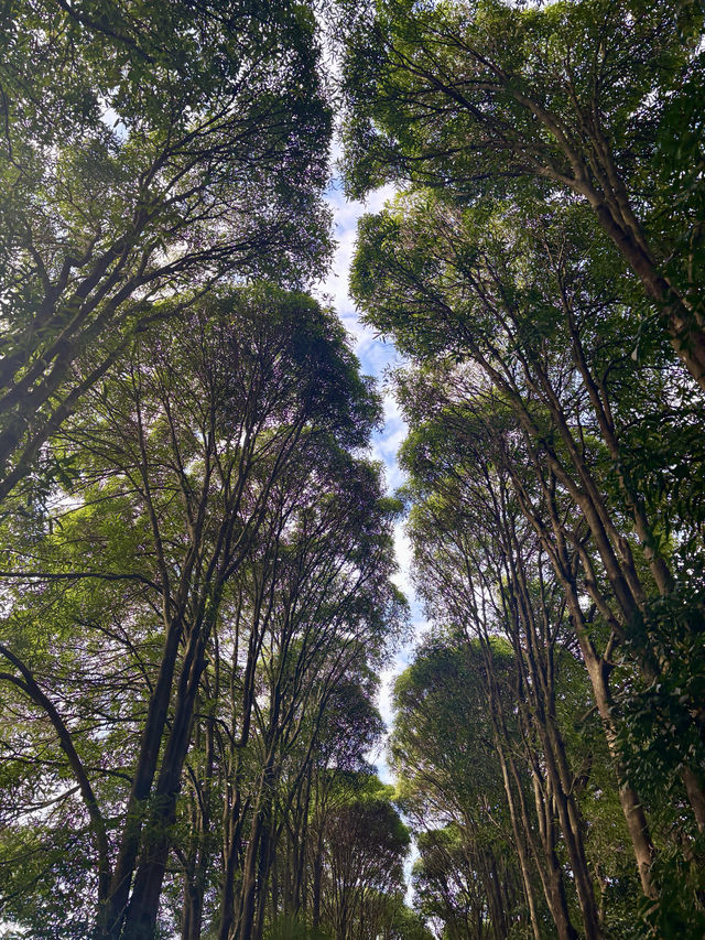 華南植物園拍照吸氧全攻略｜逃離城市計劃來啦