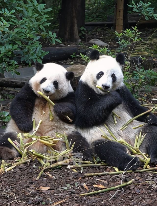 花花和葉排排坐一起歪頭吃竹竹