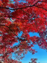 莫干山蔣公古道 請大膽浪費時間給秋天