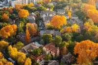 梧桐落滿頤和路,金陵秋意正濃