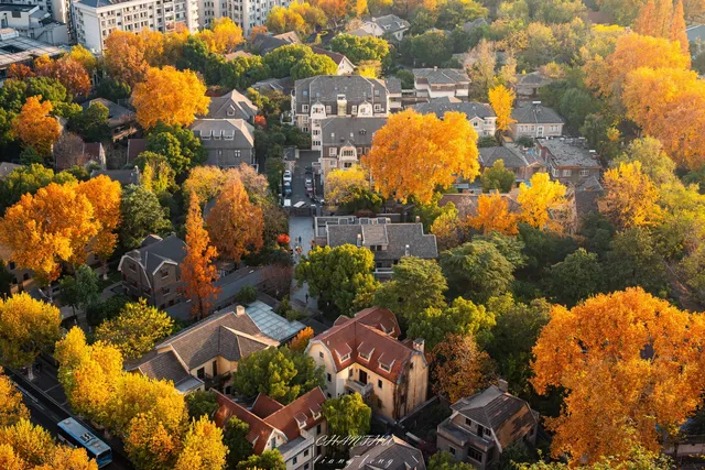 梧桐落滿頤和路,金陵秋意正濃 梧桐落滿頤和路,金陵秋意正濃