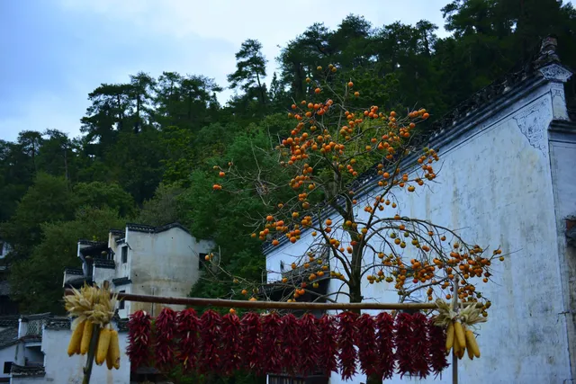 婺源篁嶺:為了出片而生的一座山村 婺源篁嶺:為了出片而生的一座山村