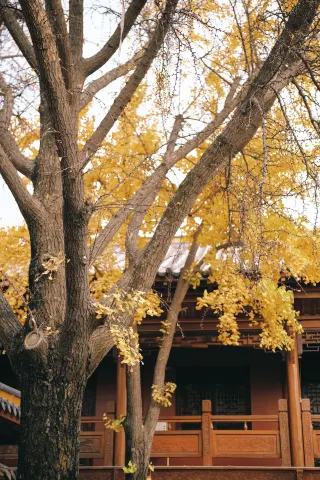 Hefei Photography Companion|Is this the temple that best matches the autumn ginkgo?
