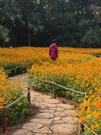 深圳羅湖市區浪漫黃色花海|東湖公園黃秋英