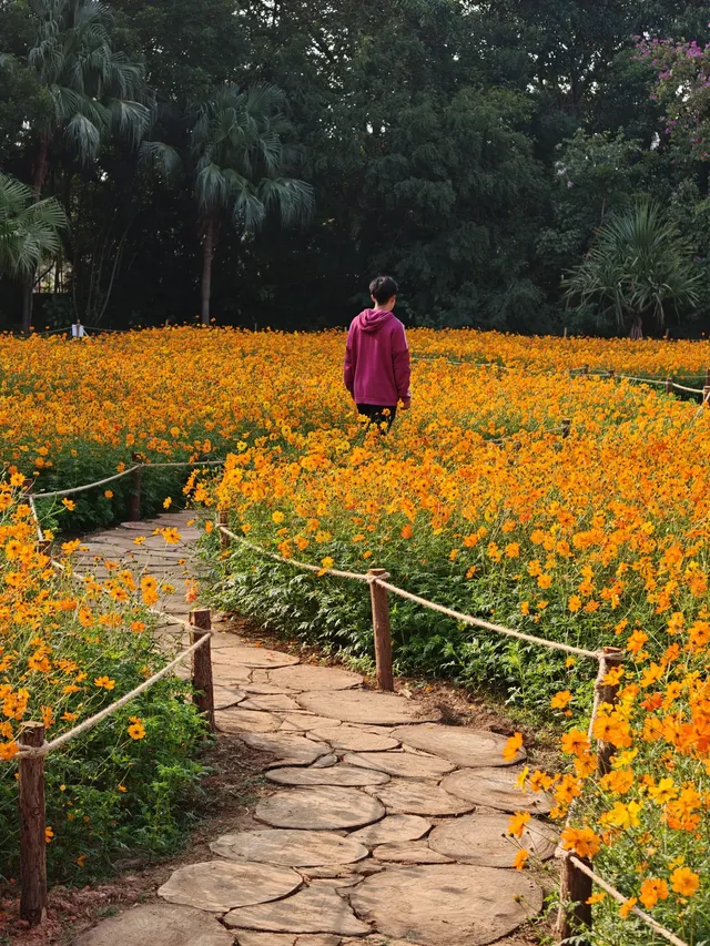 深圳羅湖市區浪漫黃色花海|東湖公園黃秋英 深圳羅湖市區浪漫黃色花海|東湖公園黃秋英