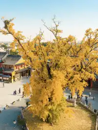 12.4實拍!青浦報國寺銀杏,禪意氛圍感拉滿!