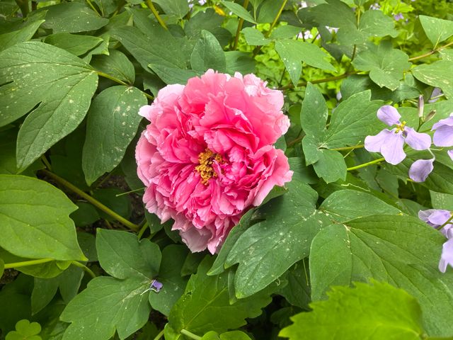 南京音樂台白鴿治癒時刻｜紫金山必打卡地標