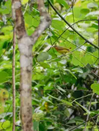 雲南觀鳥⑩｜野象谷沒有野象 但有蜂猴