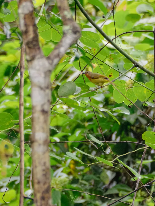 雲南觀鳥⑩｜野象谷沒有野象 但有蜂猴