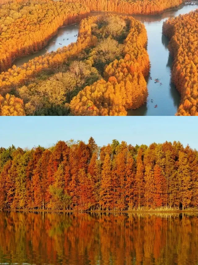 上海1h直達,海灣杉林紅啦!錯過等一年! 上海1h直達,海灣杉林紅啦!錯過等一年!