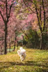 無量山櫻花谷旅拍,餘位有限,預約從速!