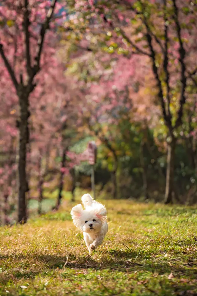 無量山櫻花谷旅拍,餘位有限,預約從速! 無量山櫻花谷旅拍,餘位有限,預約從速!