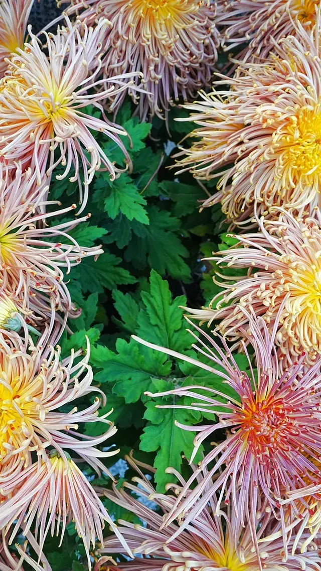 瘦西湖的秋 瘦西湖的秋