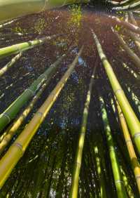 大連兩片超美竹林,第二個很少有人知道