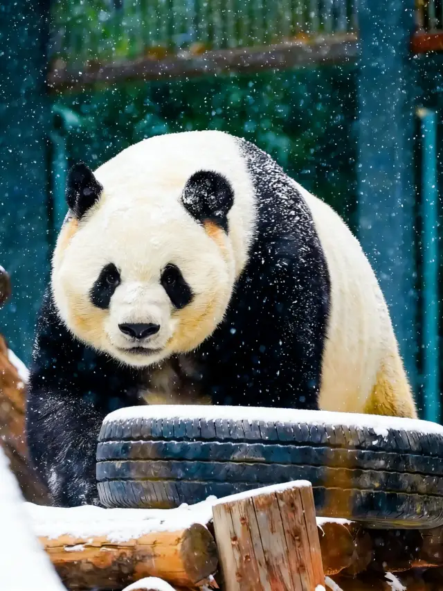 北京初雪暴擊!水禽湖旁偶遇雪中麼麼兒