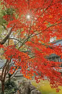 被驚艷到了!不用出滬也能欣賞到紅楓美景!