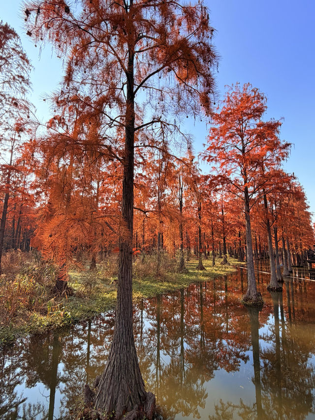 12.14上海青西郊野公園水杉紅了…附攻略 12.14上海青西郊野公園水杉紅了…附攻略