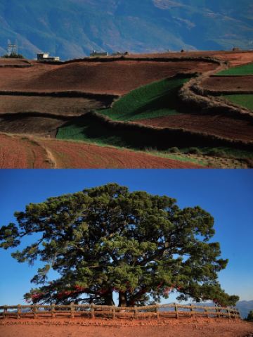 雲南省の春節ガイド | 冬の上級アクティビティを発見！花と過ごす新年！太陽と花に囲まれた雲南省で、3泊4日の春節を過ごしました。