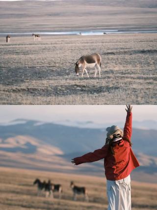 生命の樹を追い、人生を駆け抜ける 3｜青海・甘粛環状ルートの伝説の旅