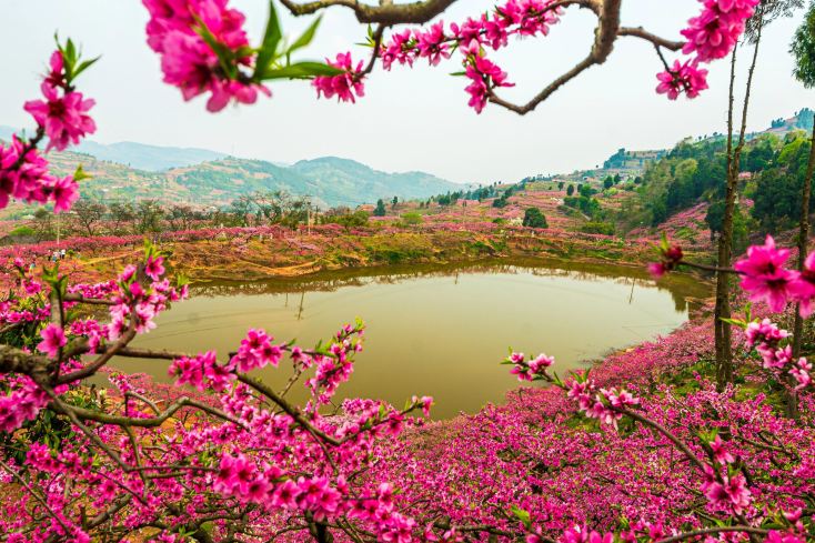 【初版】フラワータウンスケーピング = FLOWER TOWN SCAPING A Pink Mountain and Sea Date at Longquan Mountain｜Spring Stroll