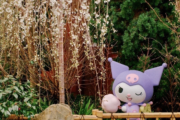 Hello Kittyがシンガポールで桜を見に来たよ🌸ピンクの夢の世界が息を