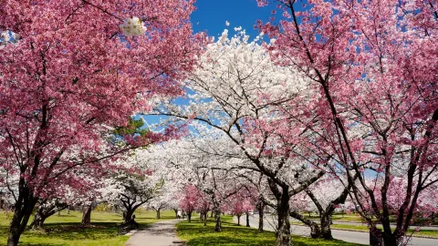 พิธีเปิดงานเทศกาลชมดอกซากุระที่สวนสาธารณะแบลนช์ บรู๊ค — traveler post in นวร์ก