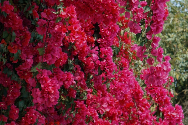 Huaying Road Landscape Park｜Amid Bougainvillea Clusters, Discover